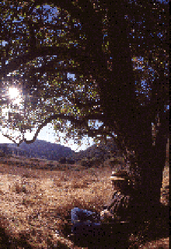 Carol Denney in her kitchen making noodles for the world.