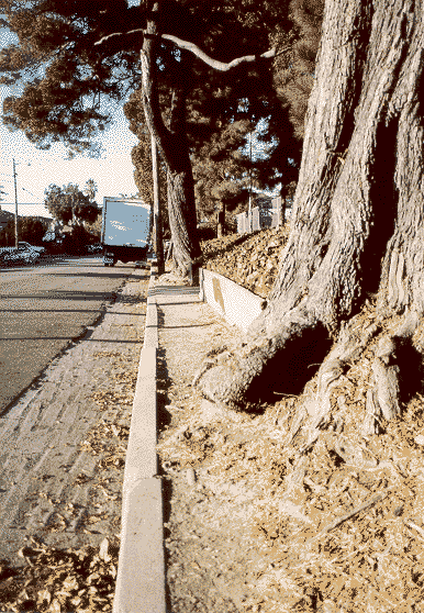 This is west Berkeley's sidewalk limbo area.